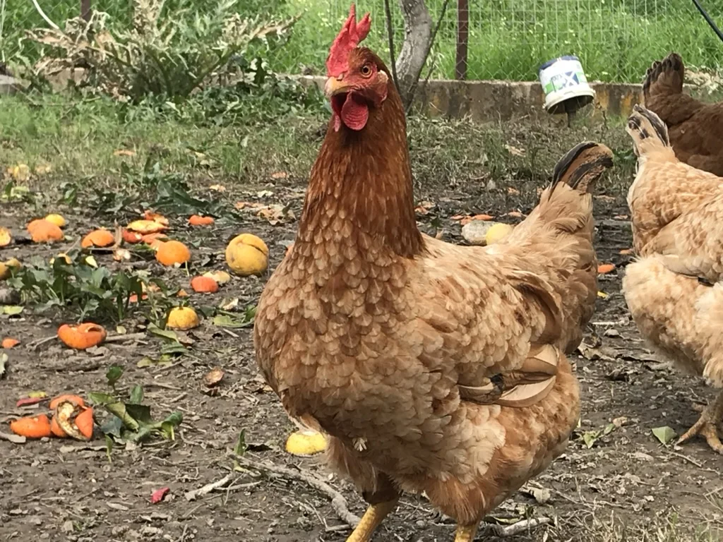 Chicken looking directly at the camera
